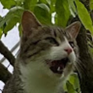 Meet your Posher, Sofia